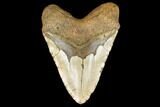 Fossil Megalodon Tooth - + Foot Prehistoric Shark #114405-2